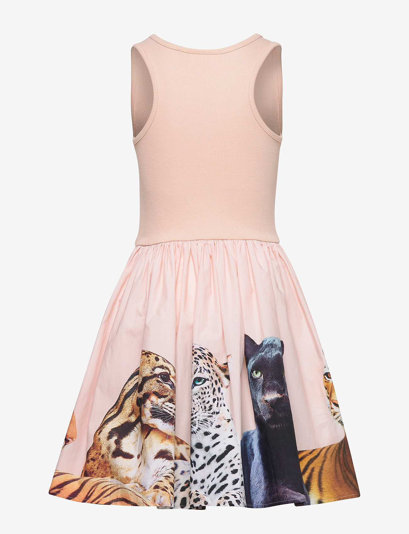 Molo - Cassandra - big cats - 1