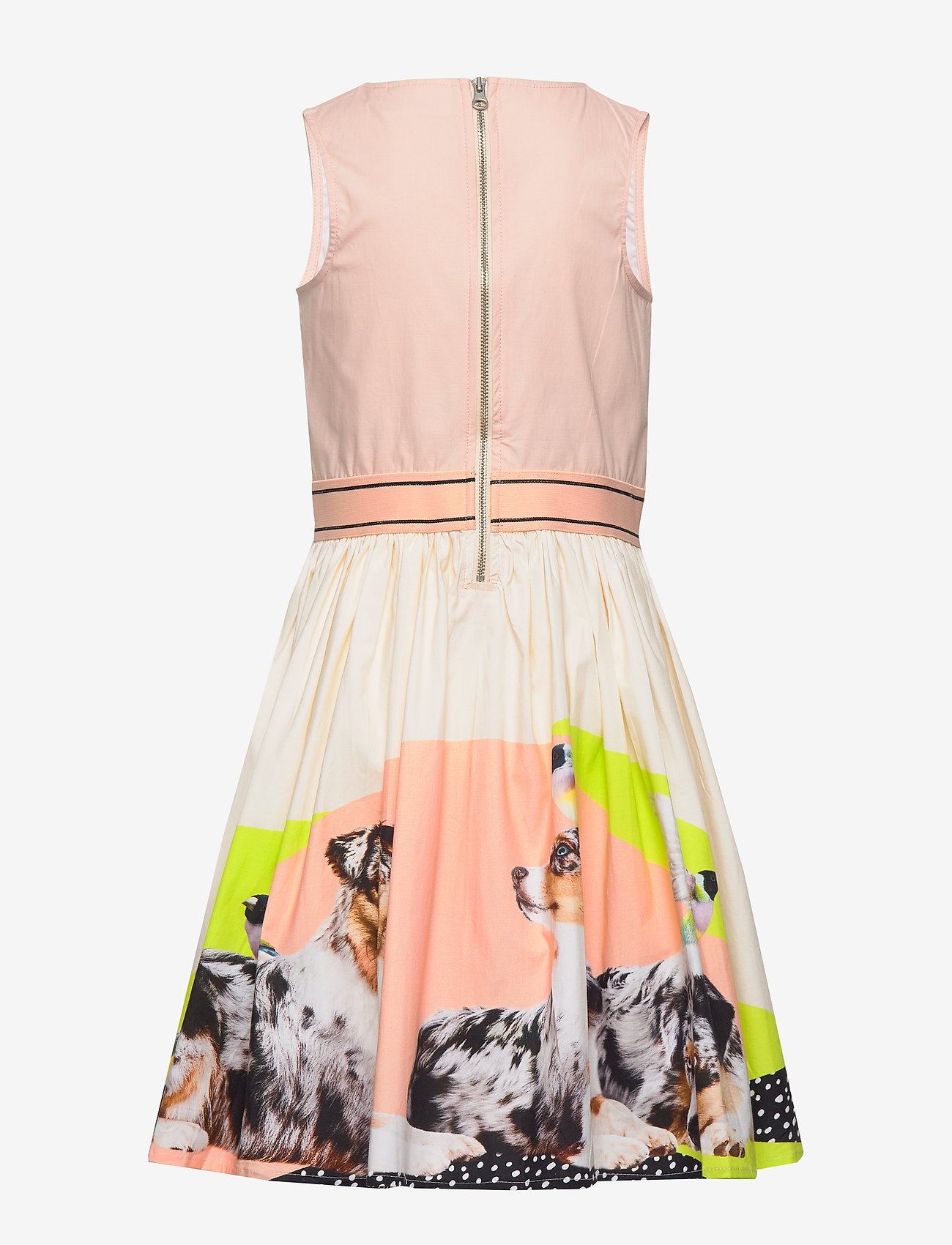 Molo - Carli - australia02n shepherd - 1