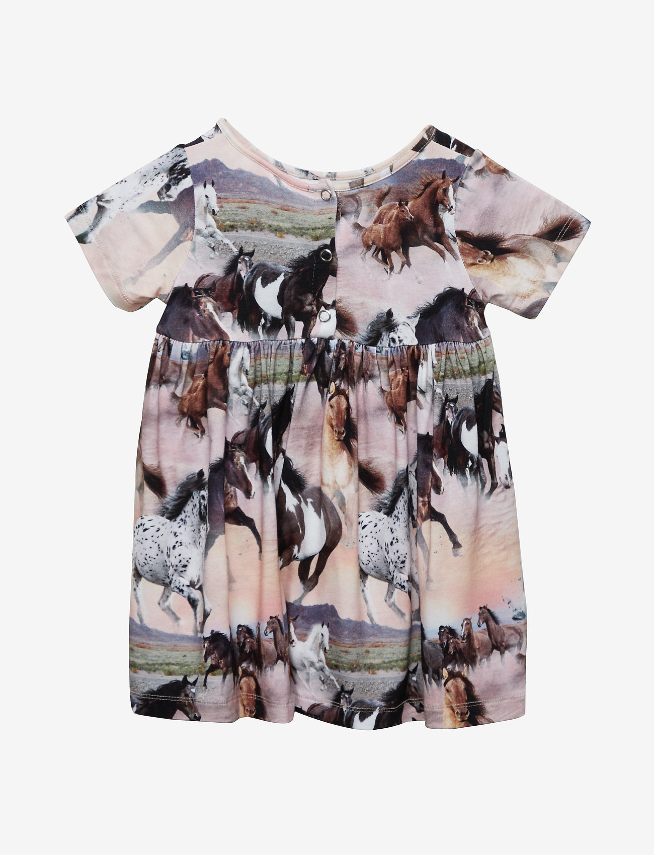 Molo - Calypso - wild horses - 1