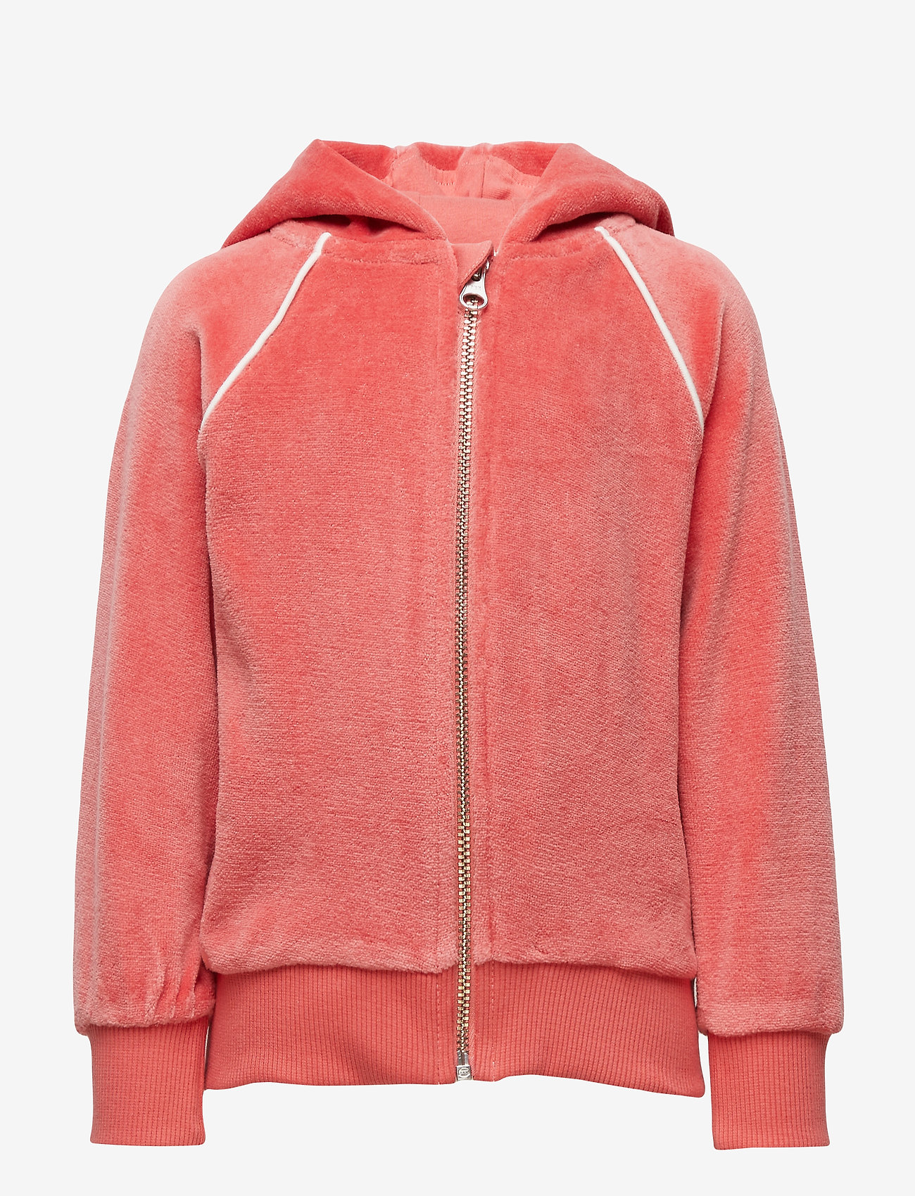 Dorothy - RARE ORCHID