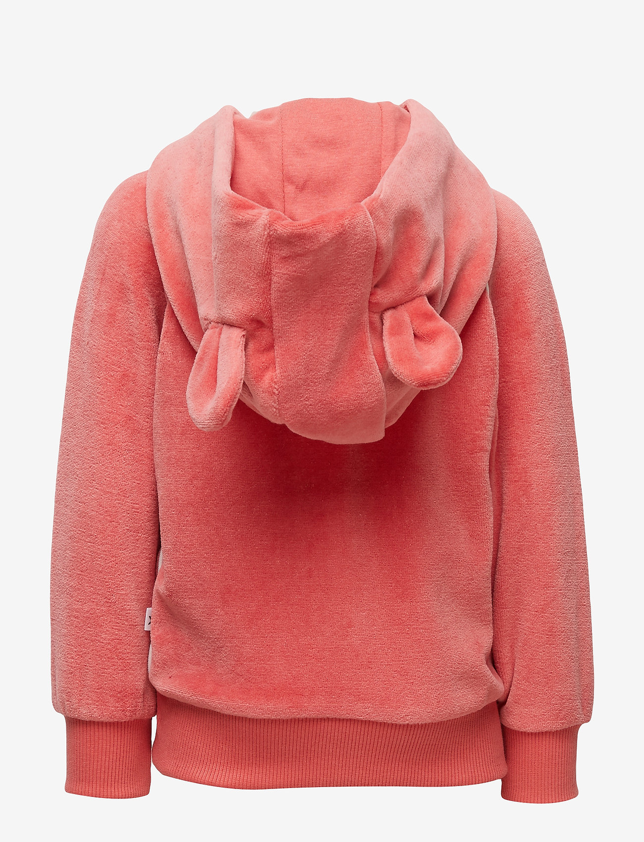 Molo - Dorothy - rare orchid - 1