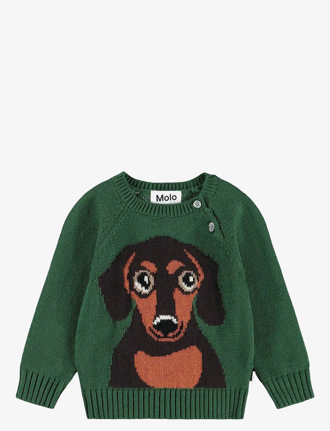 Molo - Bless - dachs puppy - 1