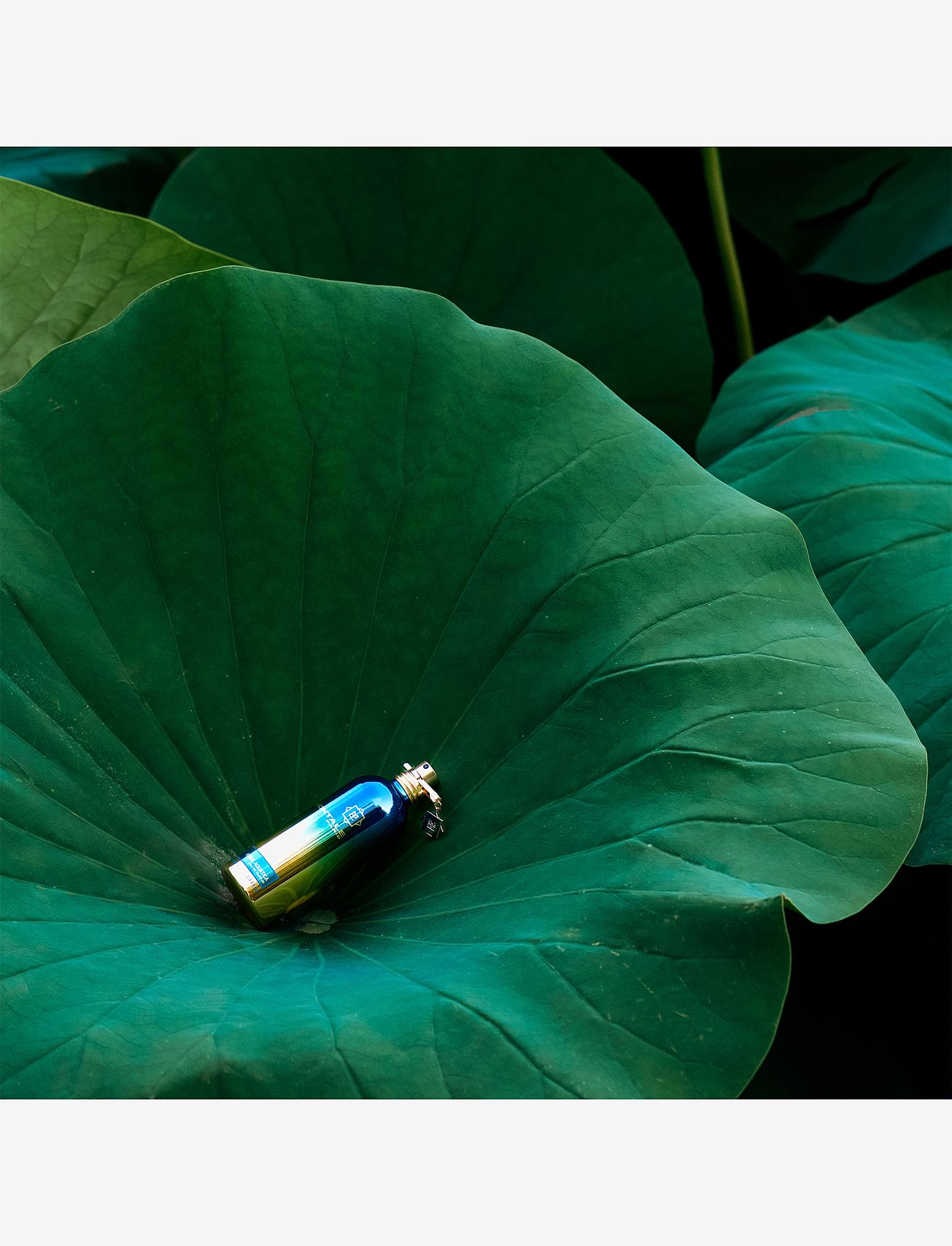 Montale - Herbal Aquatica EdP 100 ml - unisex - clear - 2