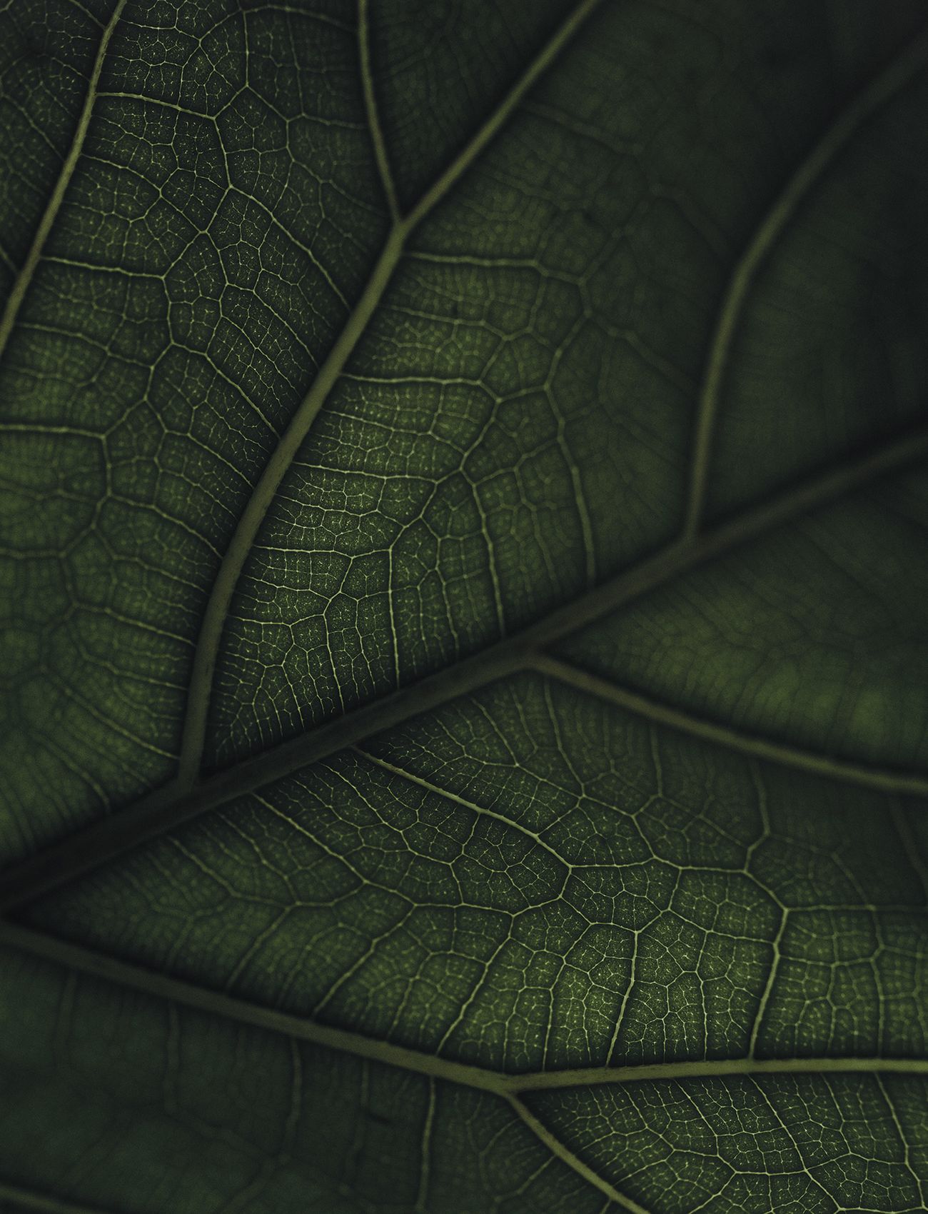 New Mags - Green Home Book - nach preis einkaufen - white/green - 5