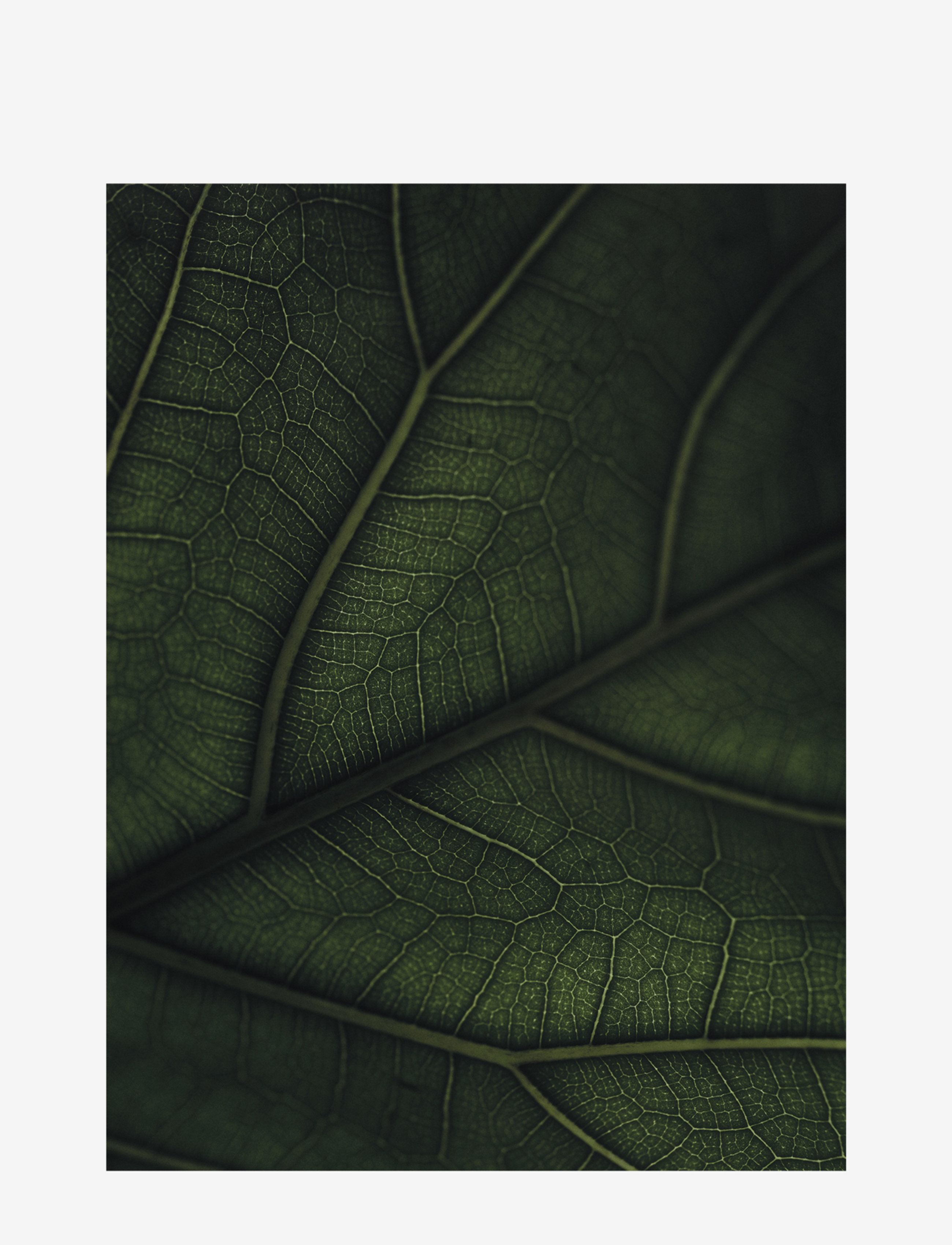 New Mags - Green Home Book - książki - white/green - 5