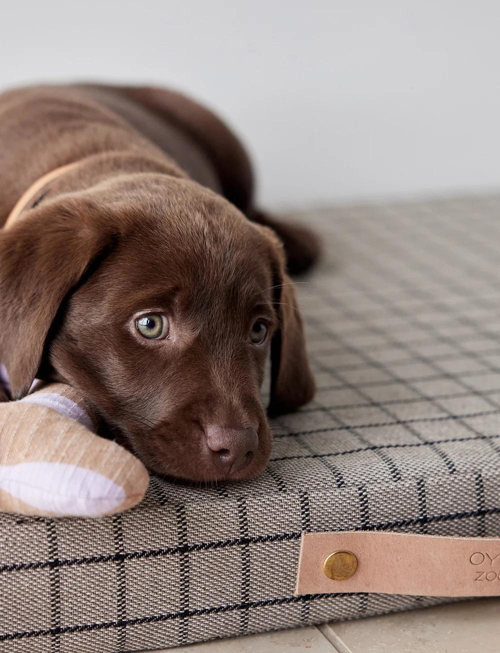 OYOY Living Design - Ashi Dog Toy - nach preis einkaufen - lavender - 1