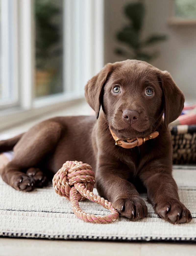 OYOY Living Design - Otto Rope Dog Toy - köp efter pris - choko - 2