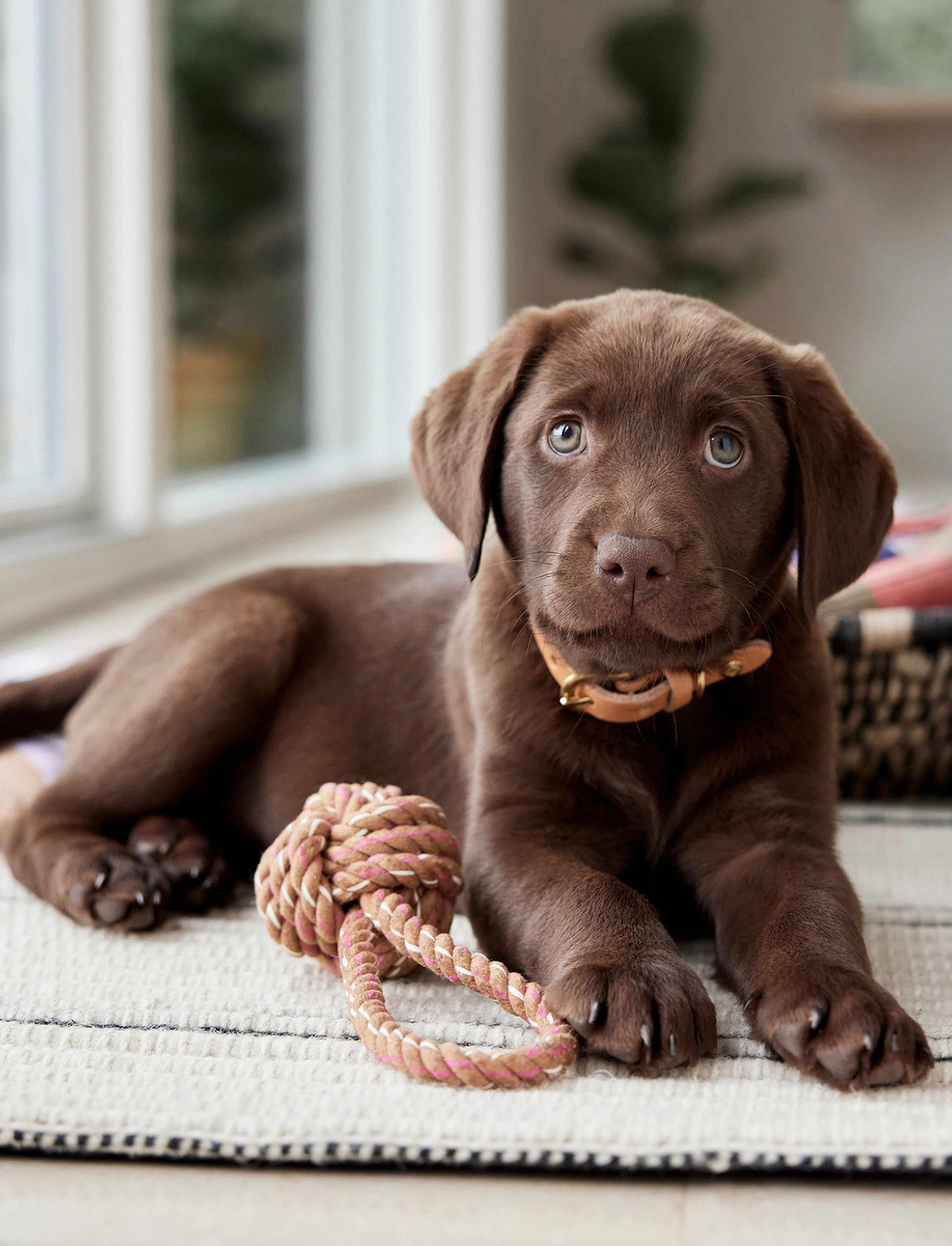 OYOY Living Design - Otto Rope Dog Toy - für die haustiere - choko - 2