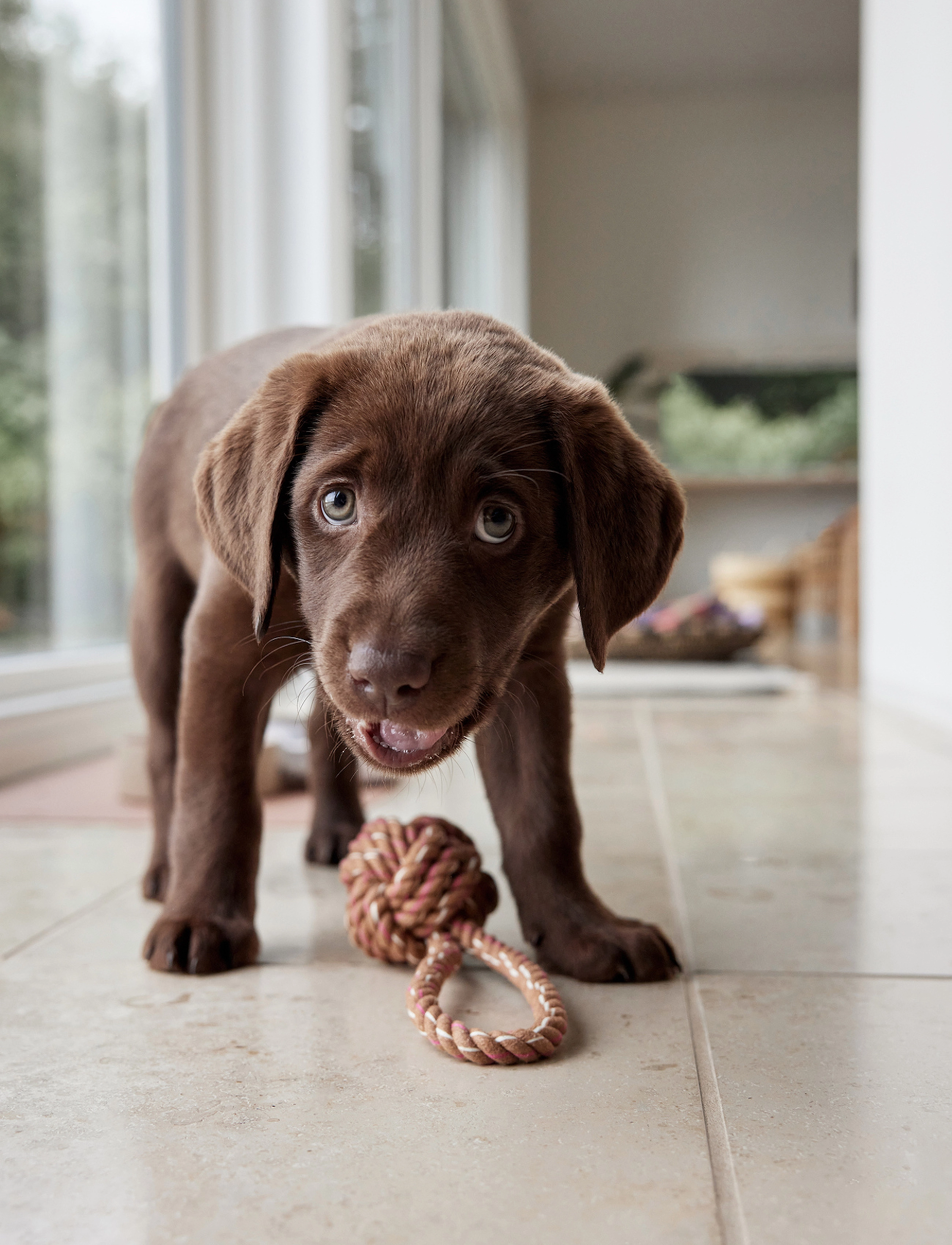 OYOY Living Design - Otto Rope Dog Toy - für die haustiere - choko - 3