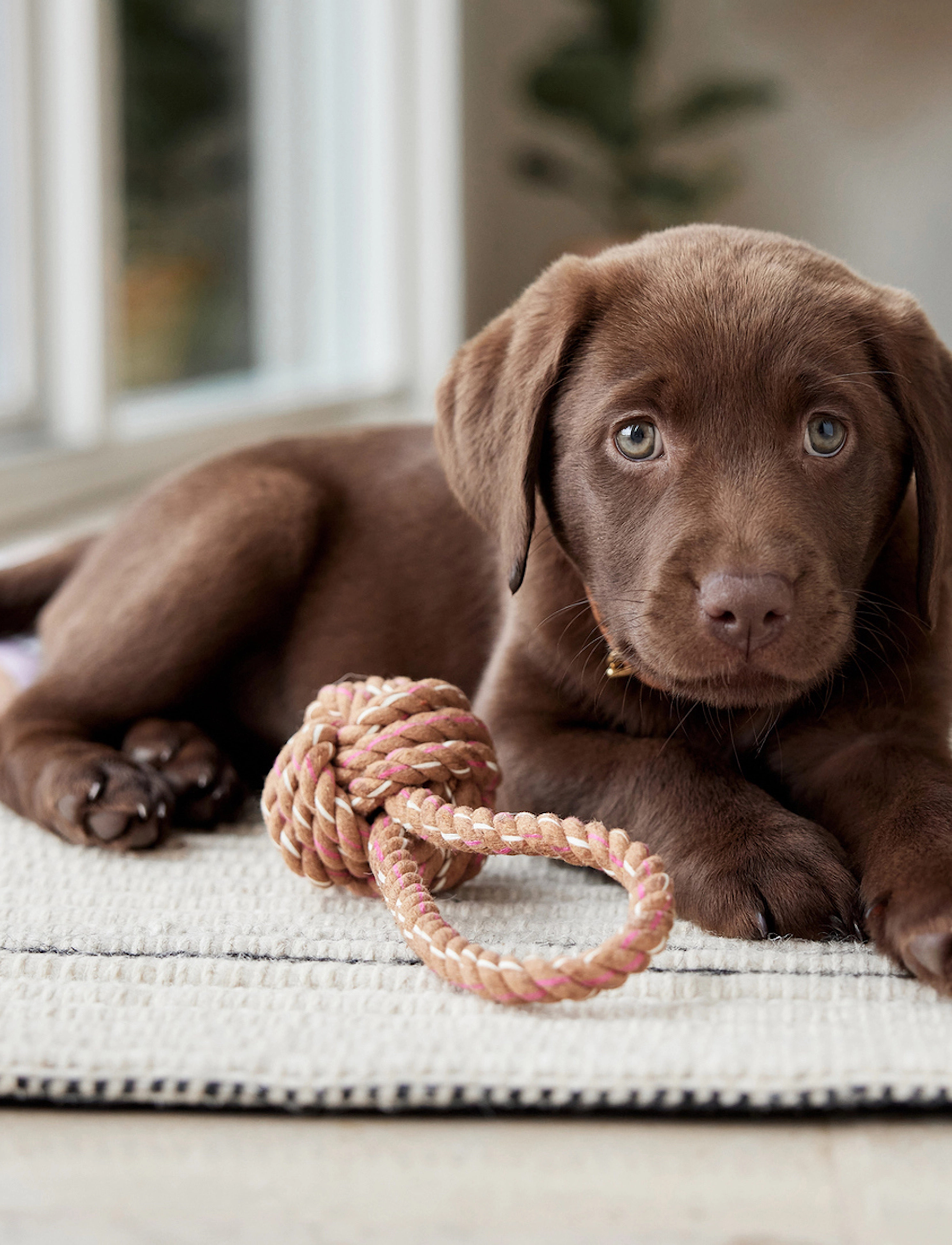 OYOY Living Design Otto Rope Dog Toy, One Size, Pets, Mehrfarbig/gemustert - Spielzeug, Homeware