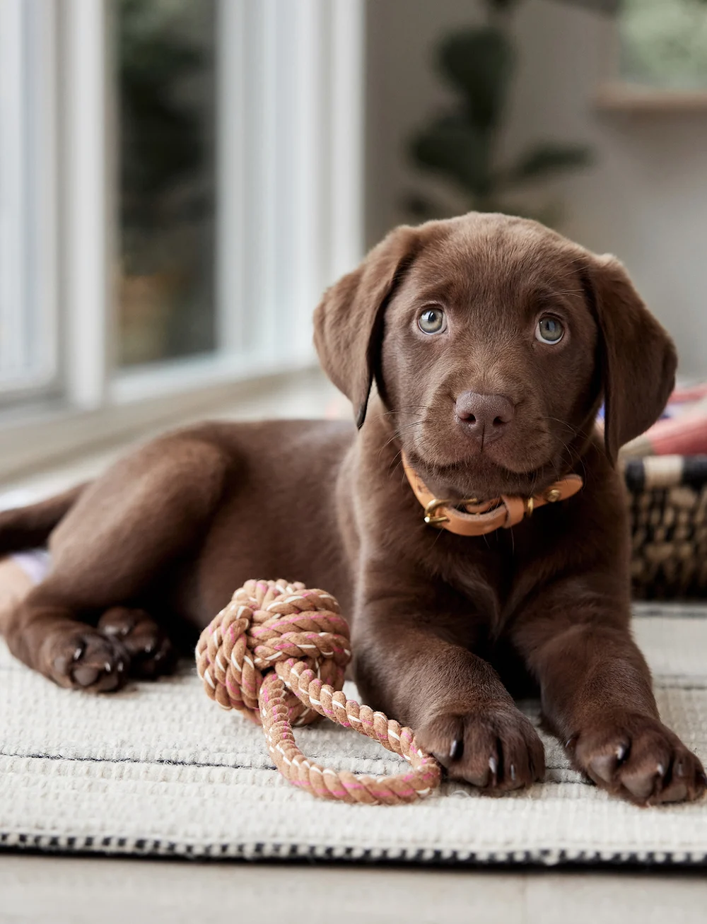 OYOY Living Design - Otto Rope Dog Toy - köp efter pris - mellow - 2