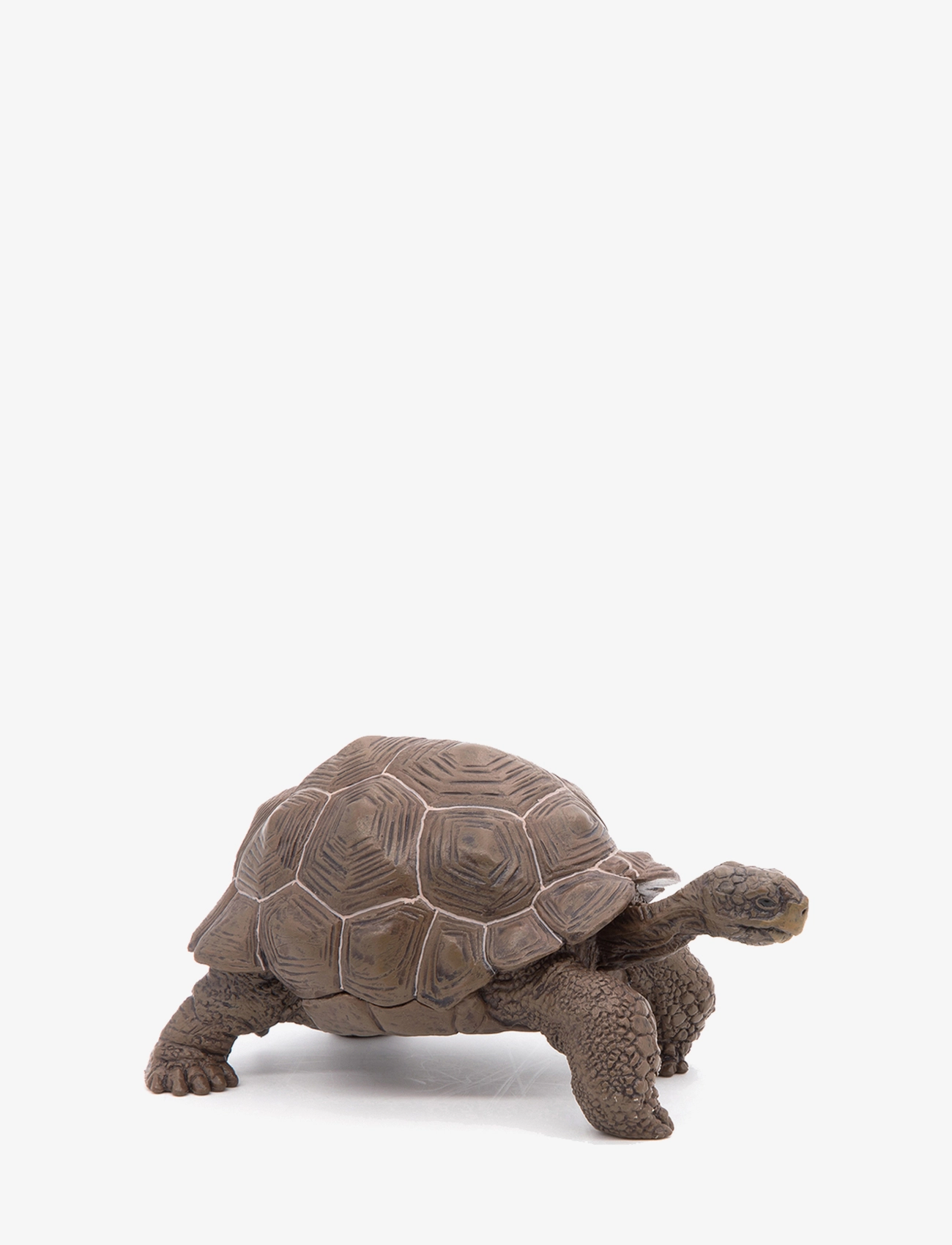 Galapagos Tortoise - MULTI