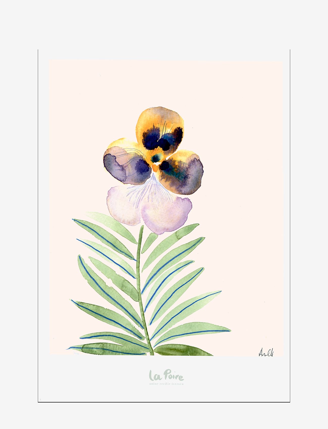 Poster & Frame - Pansy II - multi - 0
