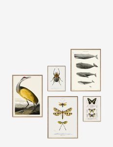 Natural history, Poster & Frame