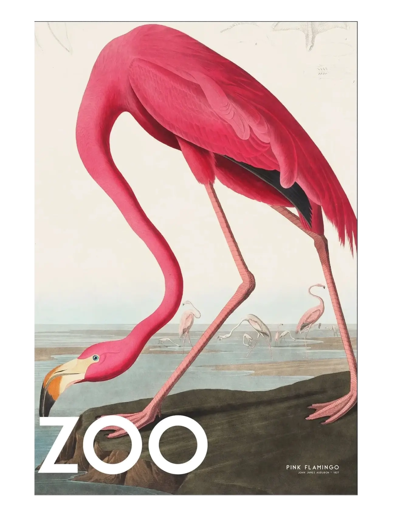 Poster & Frame A.p. Atelier The Zoo Collection — Pink Flamingo — Edt. 002, Dyr, Pink, Str: 70X100CM