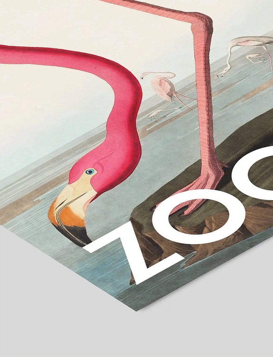 Poster & Frame - A.P. Atelier - The Zoo Collection — Pink Flamingo — Edt. 002 - tiere - multi - 2