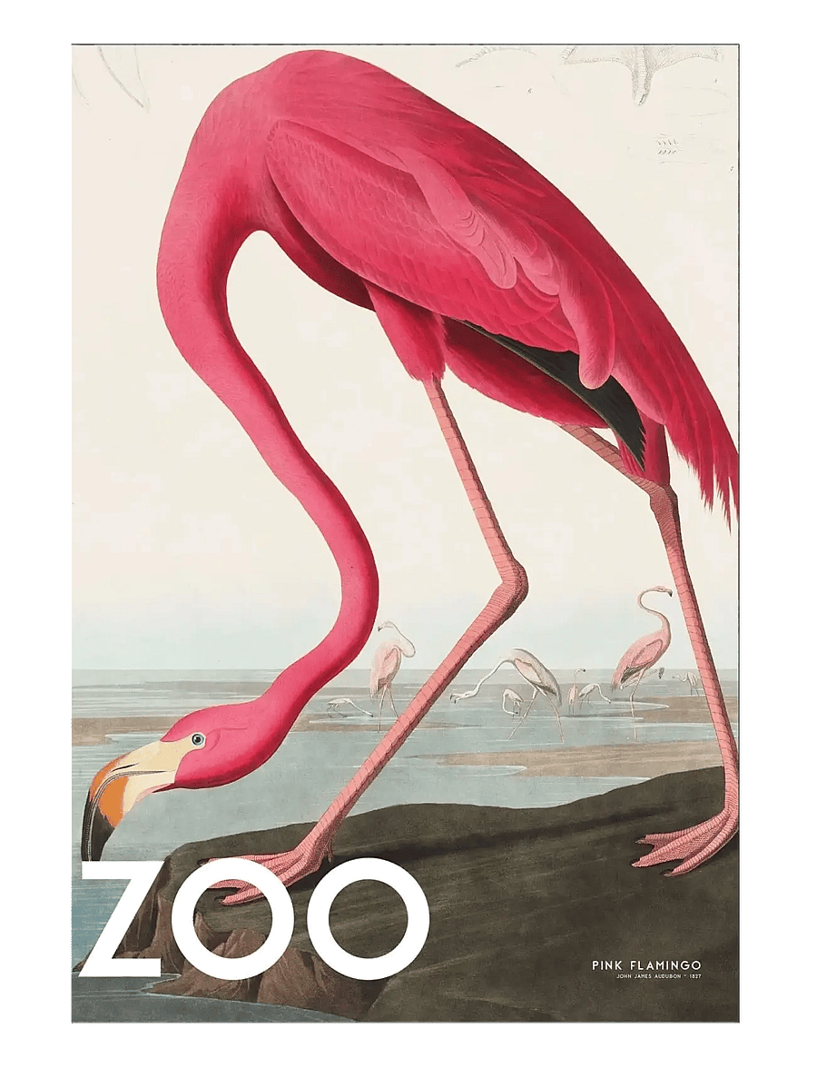 Poster & Frame - A.P. Atelier - The Zoo Collection — Pink Flamingo — Edt. 002 - tiere - multi - 1
