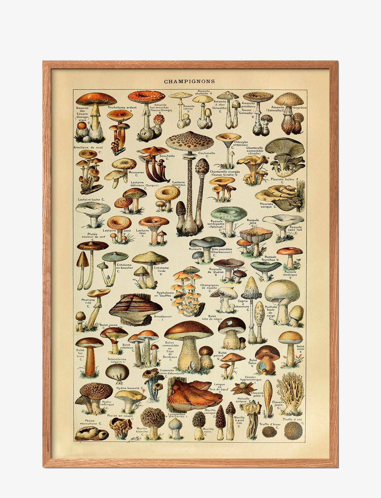 Poster & Frame Champignons, Botanical, Multi/mønstret, Str: 30X40CM