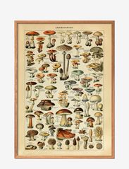 Poster & Frame - Mushrooms - lowest prices - multi-colored - 0