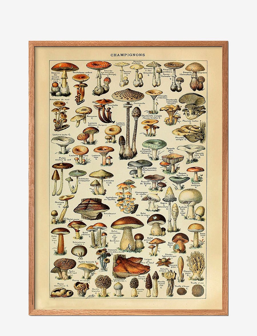 Poster & Frame - Mushrooms - essen - multi-colored - 1