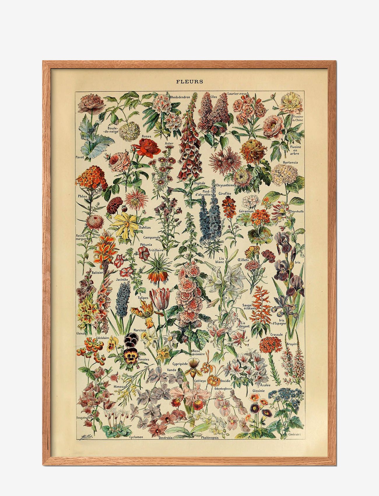 Poster & Frame Fleurs, Botanical, Multi/mønstret, Str: 30X40CM