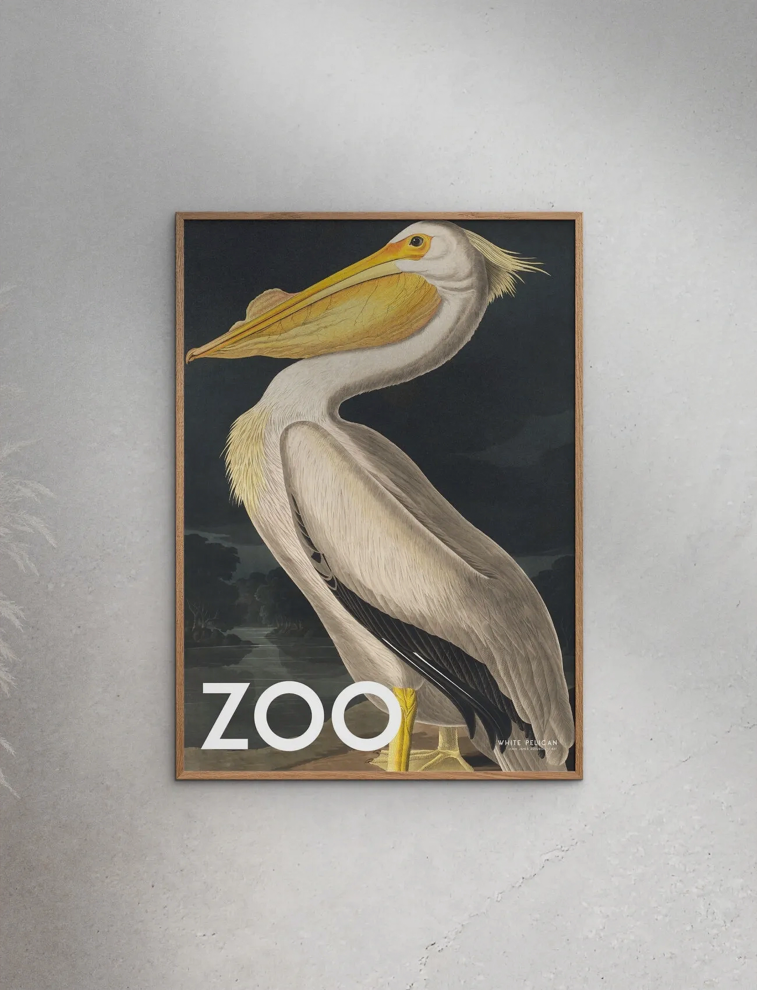 Poster & Frame A.p. Atelier The Zoo Collection — White Pelican Edt. 002, 70X100 cm, Posters, Mehrfarbig/gemustert - Animals, Homeware