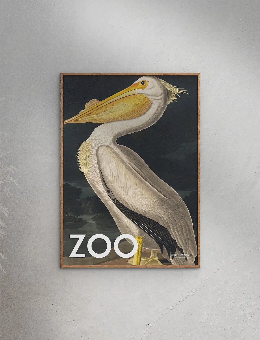 Poster & Frame - A.P. Atelier - The Zoo Collection — White Pelican — Edt. 002 - tiere - multi - 0