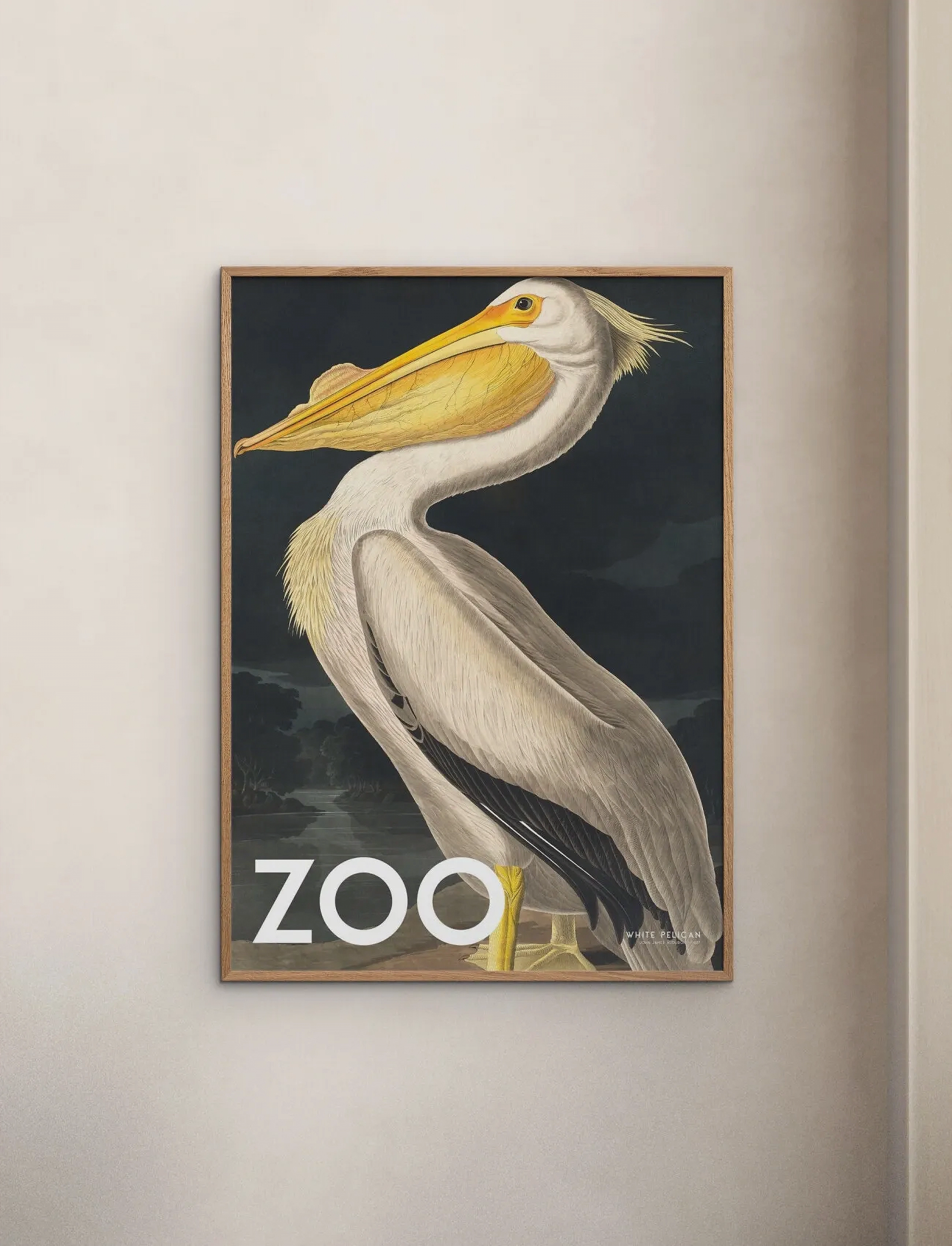 Poster & Frame A.p. Atelier The Zoo Collection — White Pelican Edt. 002, 50X70 cm, Posters, Mehrfarbig/gemustert - Animals, Homeware