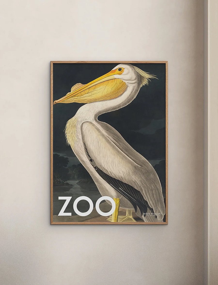 Poster & Frame - A.P. Atelier - The Zoo Collection — White Pelican — Edt. 002 - tiere - multi - 0