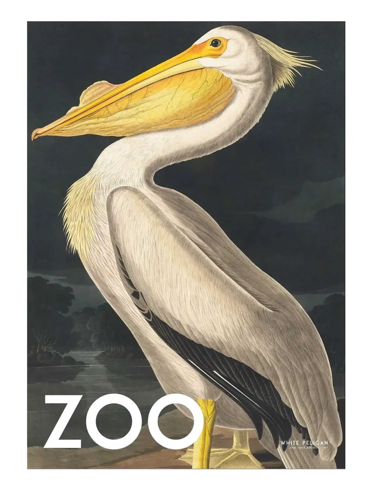 Poster & Frame A.p. Atelier The Zoo Collection — White Pelican — Edt. 002, Dyr, Multi/mønstret, Str: 30X40CM