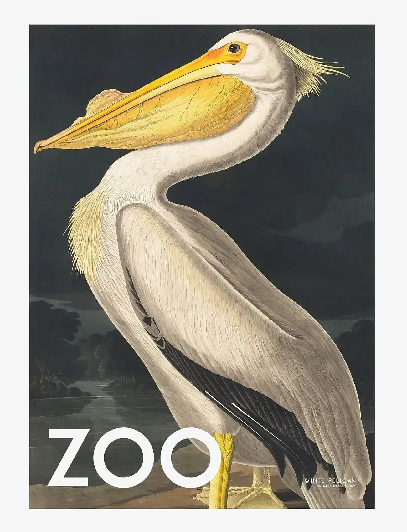 Poster & Frame - A.P. Atelier - The Zoo Collection — White Pelican — Edt. 002 - djur - multi - 1