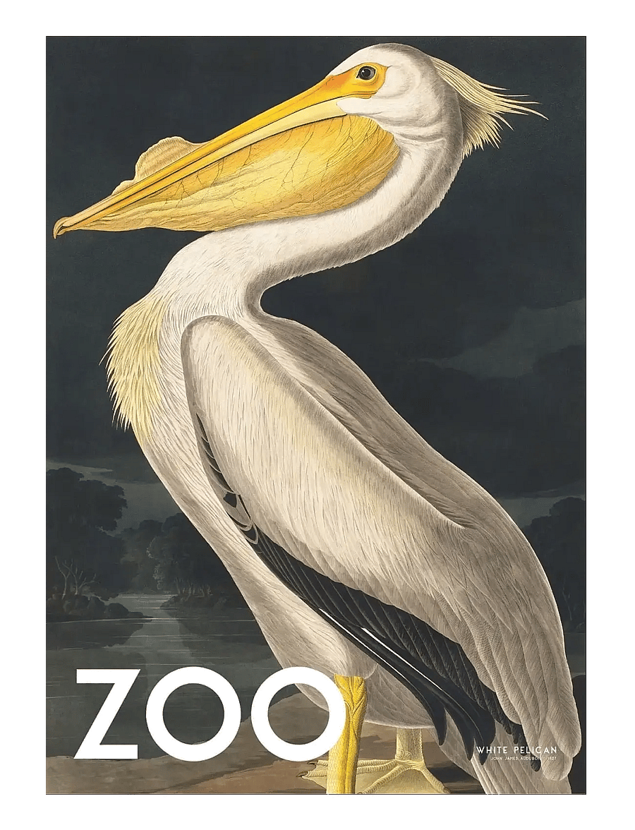 Poster & Frame - A.P. Atelier - The Zoo Collection — White Pelican — Edt. 002 - djur - multi - 1