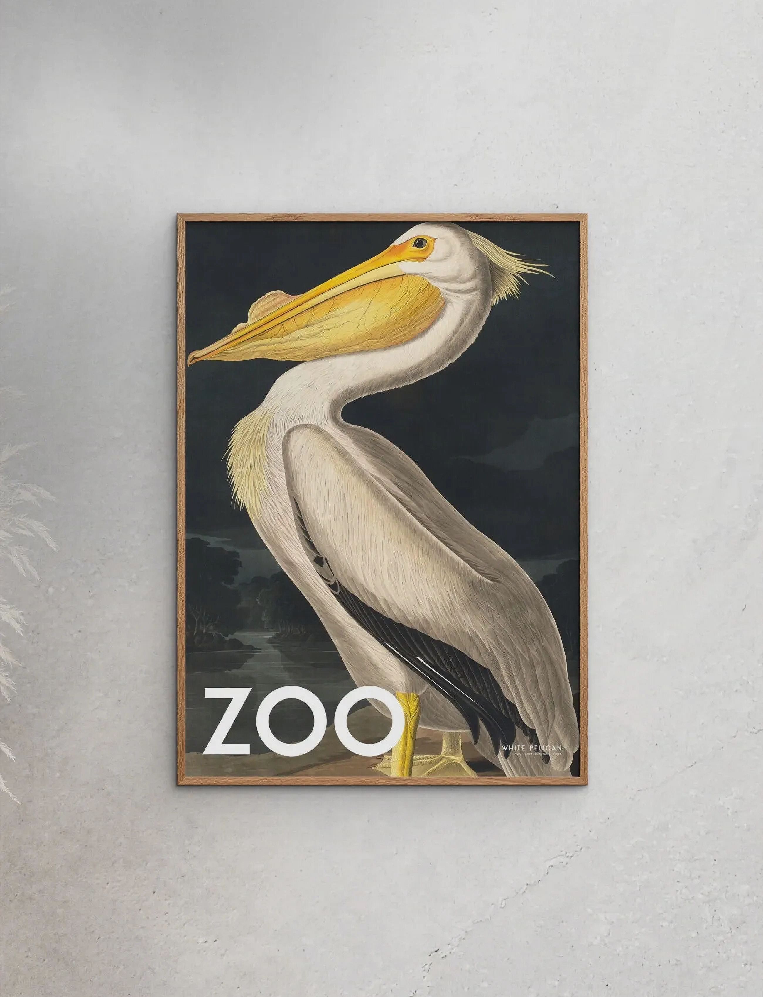 Poster & Frame A.p. Atelier The Zoo Collection — White Pelican Edt. 002, 30X40 cm, Posters, Mehrfarbig/gemustert - Animals, Homeware