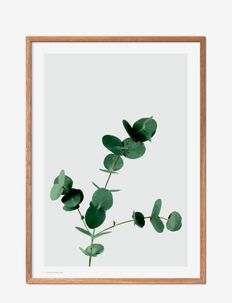 Eucalyptus, Poster & Frame