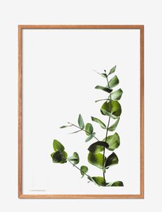 Eucalyptus 2, Poster & Frame