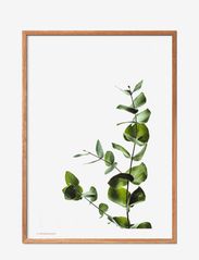 Poster & Frame - Eucalyptus 2 - botanisk - multi-colored - 0