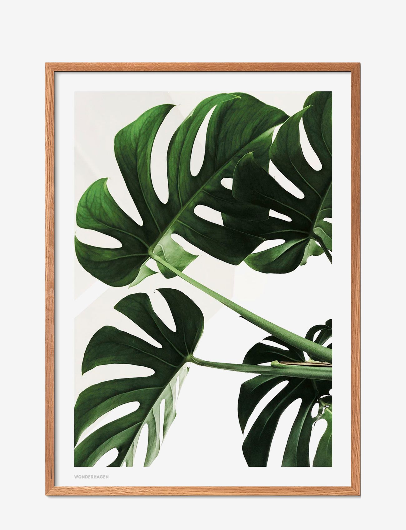 Poster & Frame - Monstera - lowest prices - multi-colored - 0