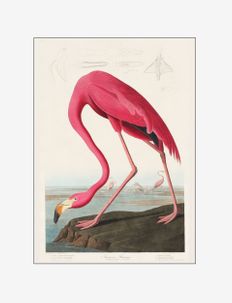 vintage-museum-flamingo, PSTR Studio