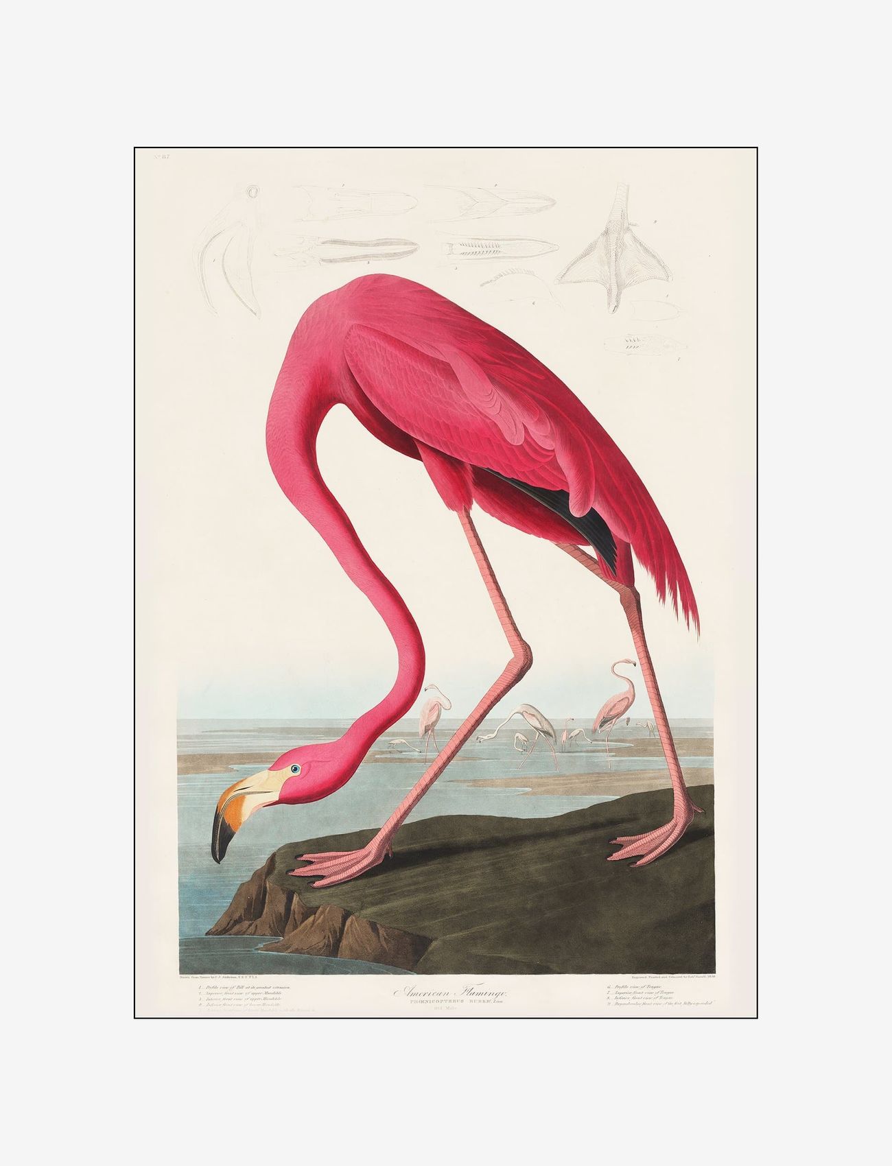 PSTR Studio - vintage-museum-flamingo - animals - multi-colored - 0