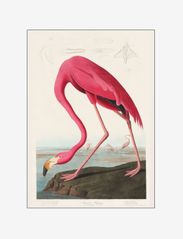 vintage-museum-flamingo - MULTI-COLORED