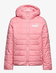 PUMA - ESS Hooded Padded Jacket - insulated jackets - peach smoothie - 0