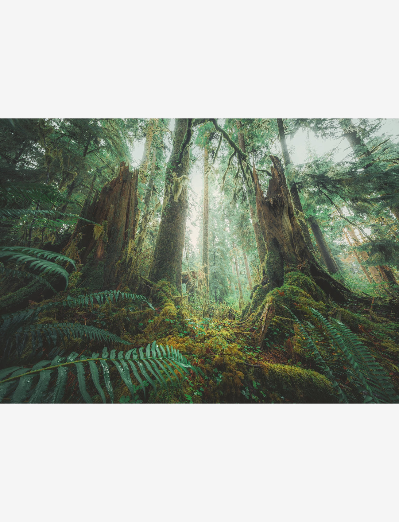 Ravensburger - Woods 1000p - klassiska pussel - multi coloured - 1