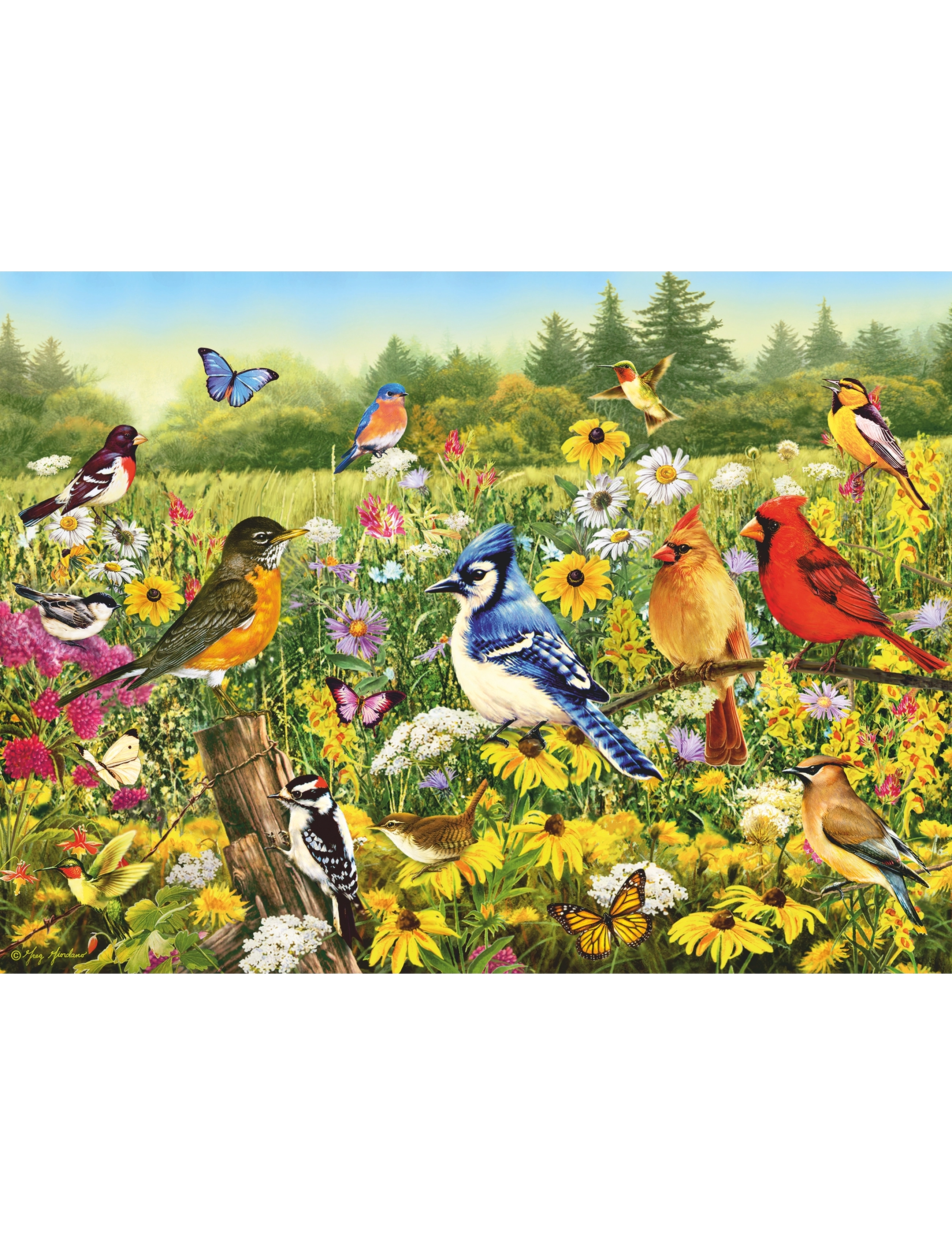 Ravensburger - Birds in the Meadow 500p - klassiset palapelit - multi coloured - 1