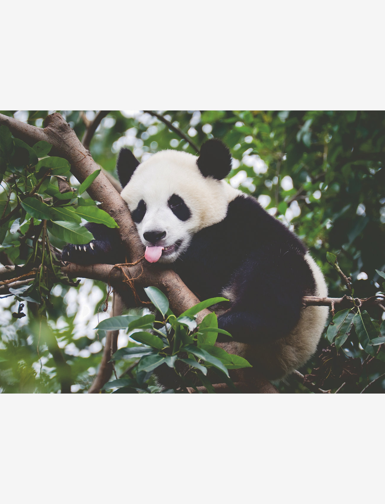 Ravensburger - Panda Bear 500p - klassísk púsl - multi coloured - 1