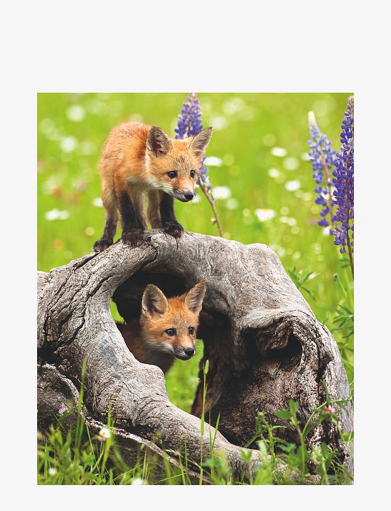 Ravensburger - Curious Foxes 300p - klassísk púsl - multi coloured - 1