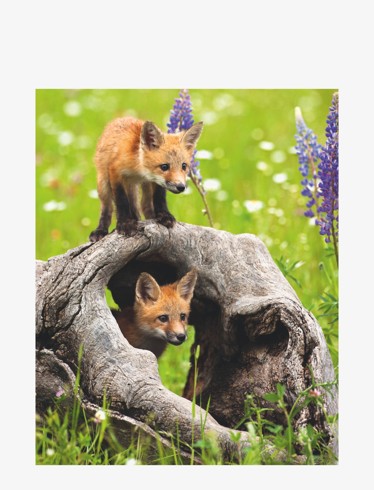 Ravensburger - Curious Foxes 300p - pussel - multi coloured - 1