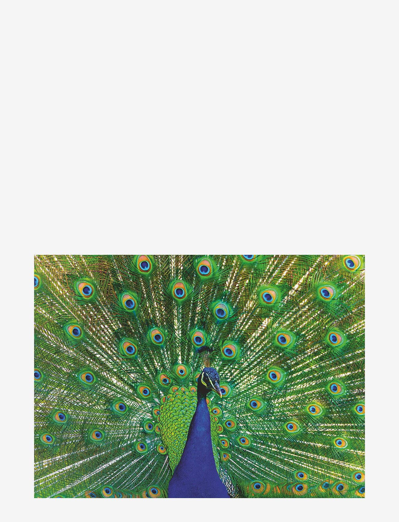 Ravensburger - Peacock 500p - klassiske puslespil - multi coloured - 2