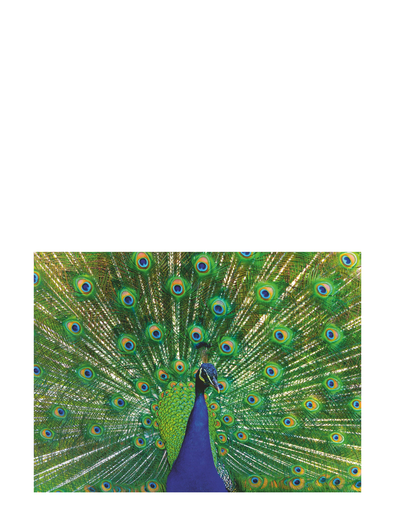 Ravensburger - Peacock 500p - klassiska pussel - multi coloured - 2