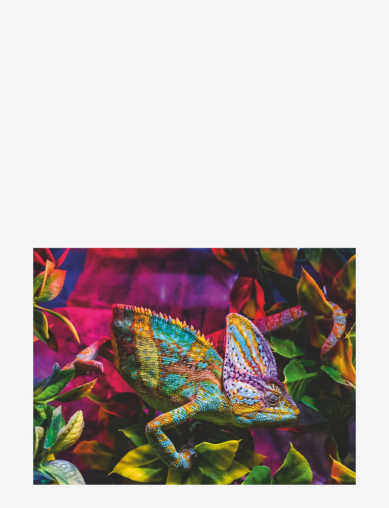 Ravensburger - Chameleon 500p - klassiska pussel - multi coloured - 2
