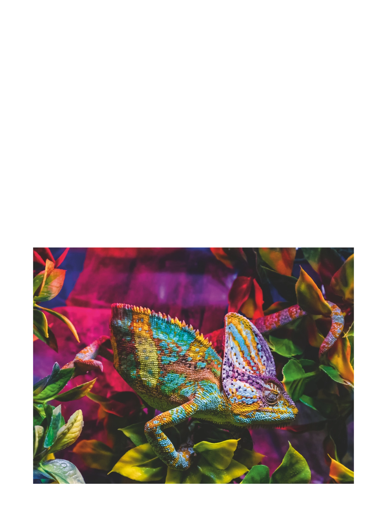 Ravensburger - Chameleon 500p - pussel - multi coloured - 2